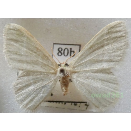 Chlorissa viridata (Linnaeus, 1758) Czech80b